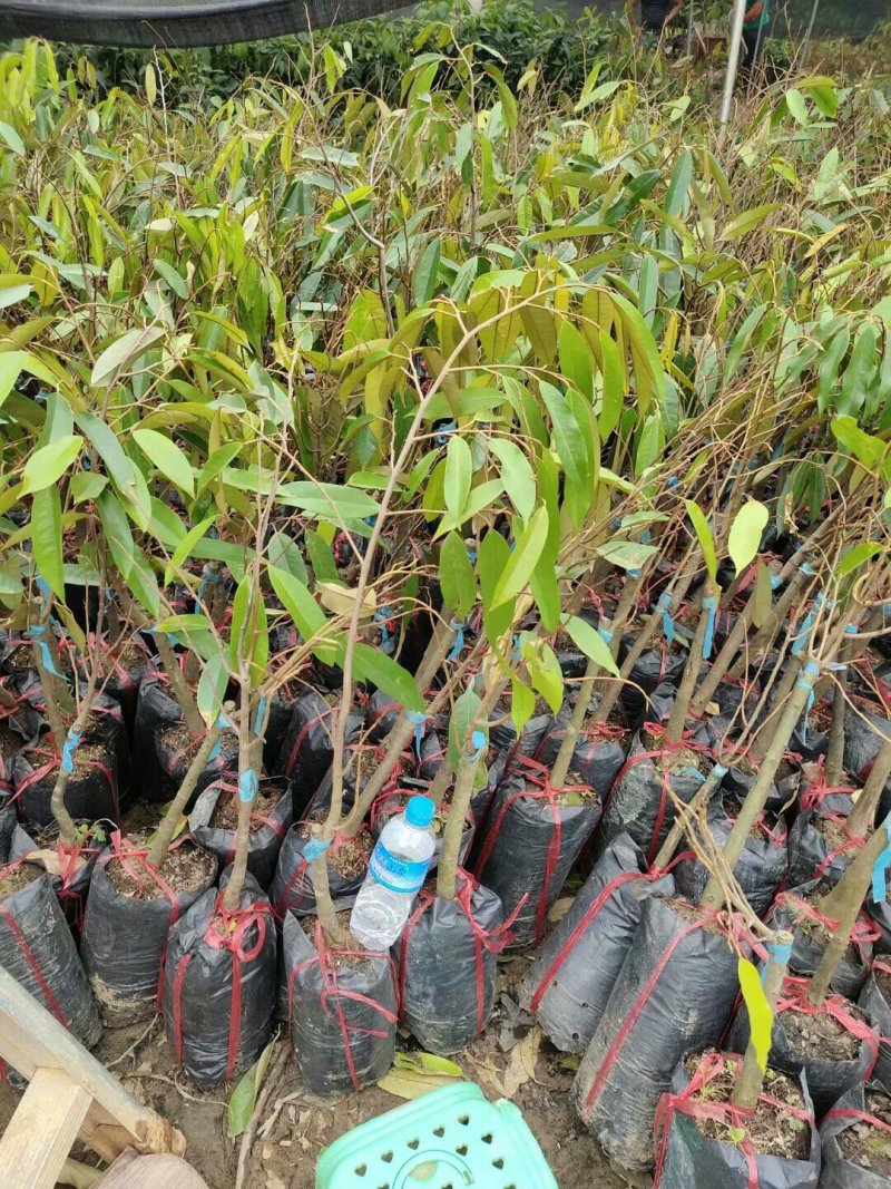 榴莲苗金枕榴莲苗二年苗泰国榴莲苗猫山榴莲苗
