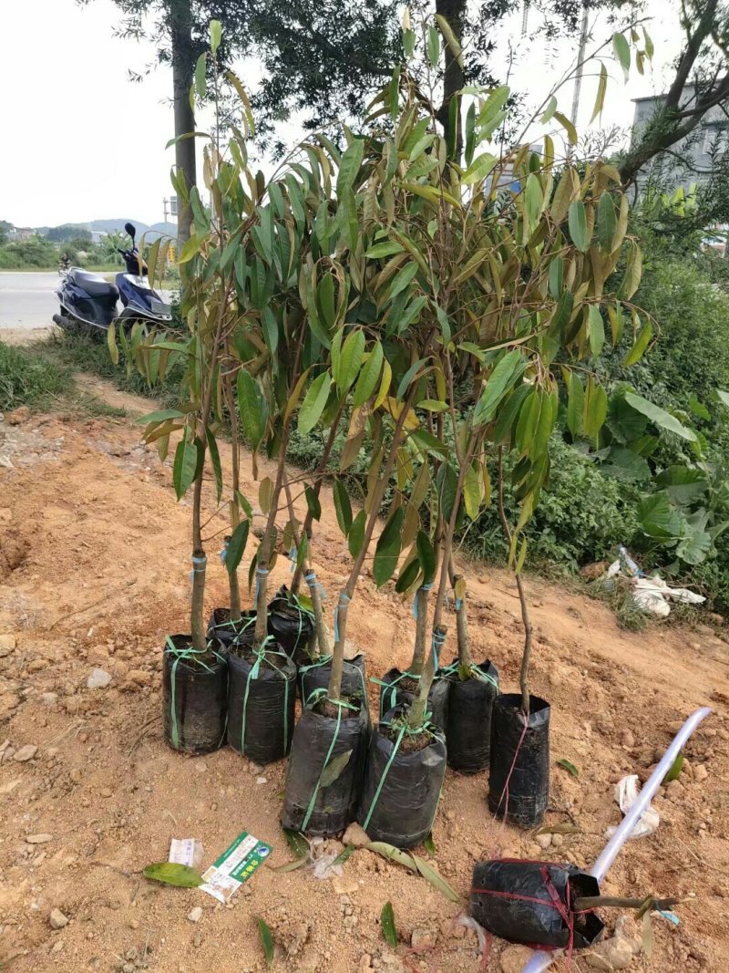 榴莲苗金枕榴莲苗二年苗泰国榴莲苗猫山榴莲苗