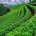 滇红茶醉滇红红茶普洱茶礼盒特级荒山野生红