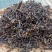 滇红茶醉滇红红茶普洱茶礼盒特级荒山野生红