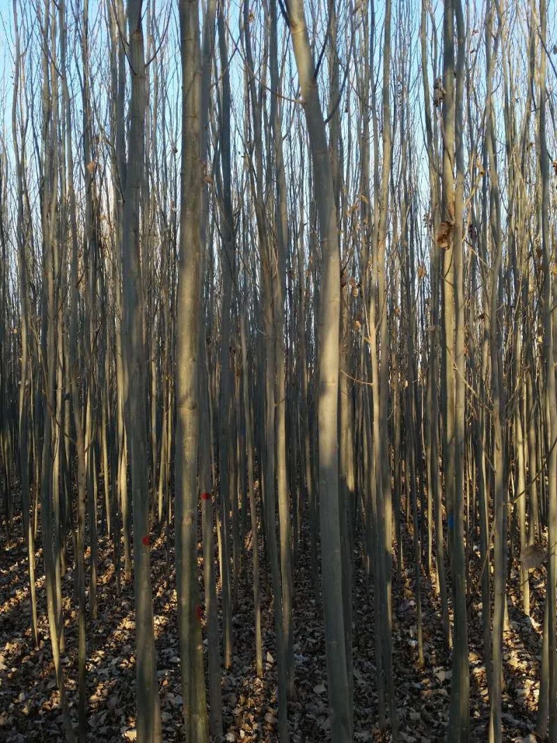 供应新疆杨甘肃新疆杨基地杨树价格