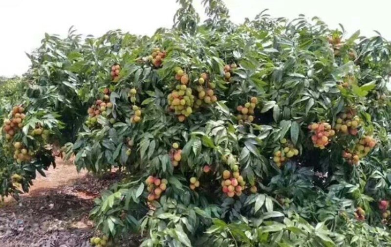 广西妃子笑荔枝苗两年苗嫁接苗桂味苗