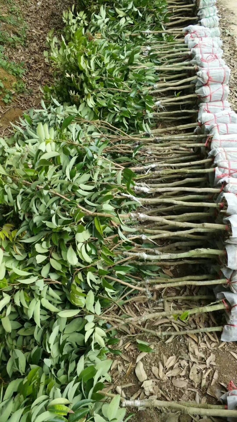 广西妃子笑荔枝苗两年苗嫁接苗桂味苗