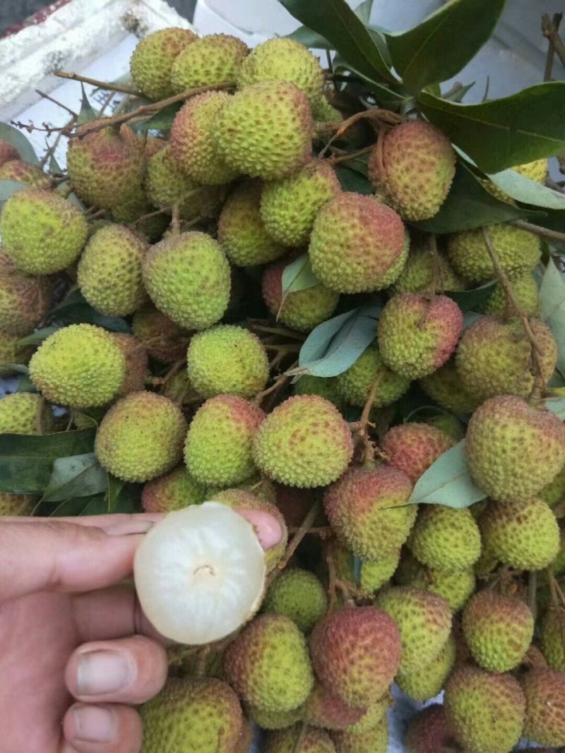 广西妃子笑荔枝苗两年苗嫁接苗桂味苗