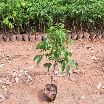 广西妃子笑荔枝苗两年苗嫁接苗桂味苗