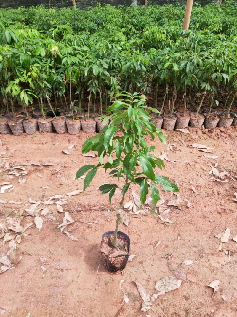 广西妃子笑荔枝苗两年苗嫁接苗桂味苗