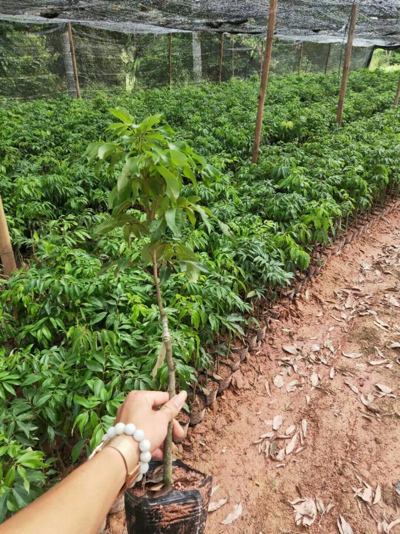 广西妃子笑荔枝苗两年苗嫁接苗桂味苗