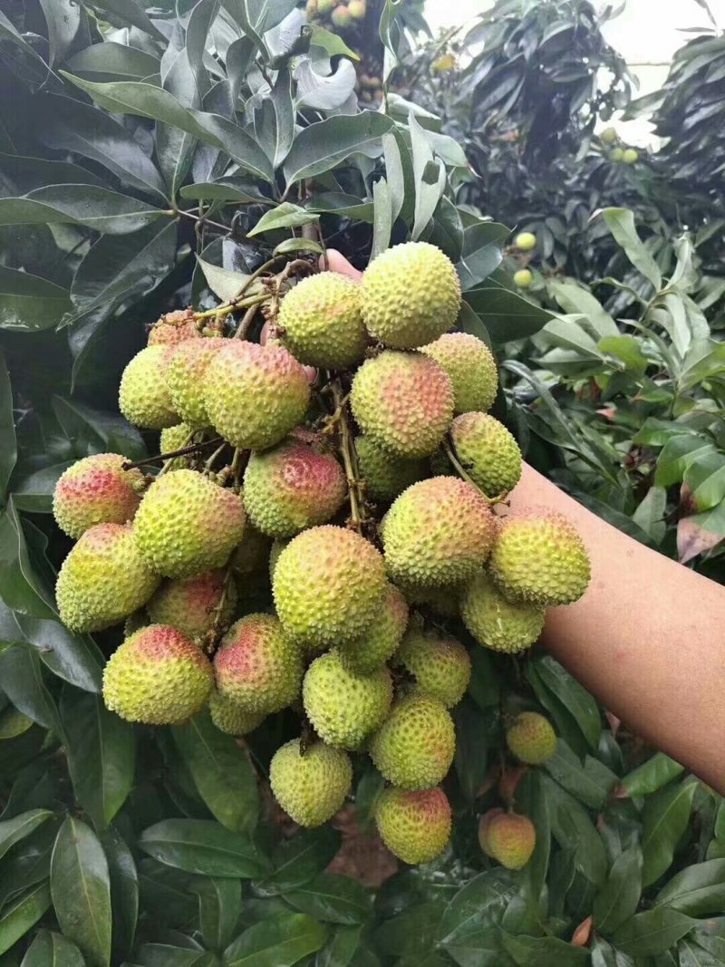 广西妃子笑荔枝苗两年苗嫁接苗桂味苗