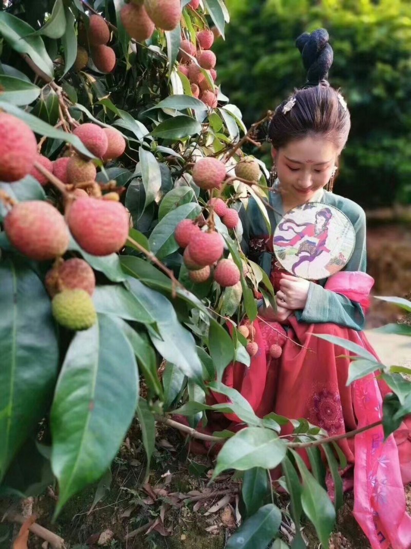 广西妃子笑荔枝苗两年苗嫁接苗桂味苗