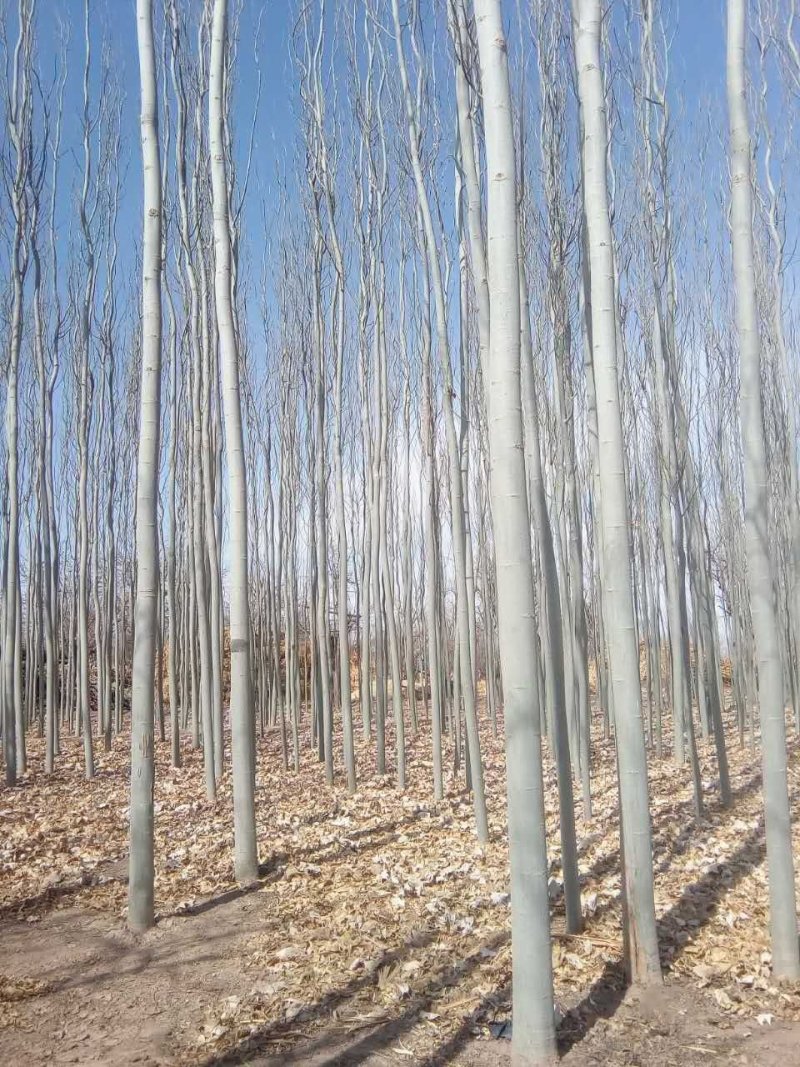 供应新疆杨甘肃新疆杨基地杨树价格