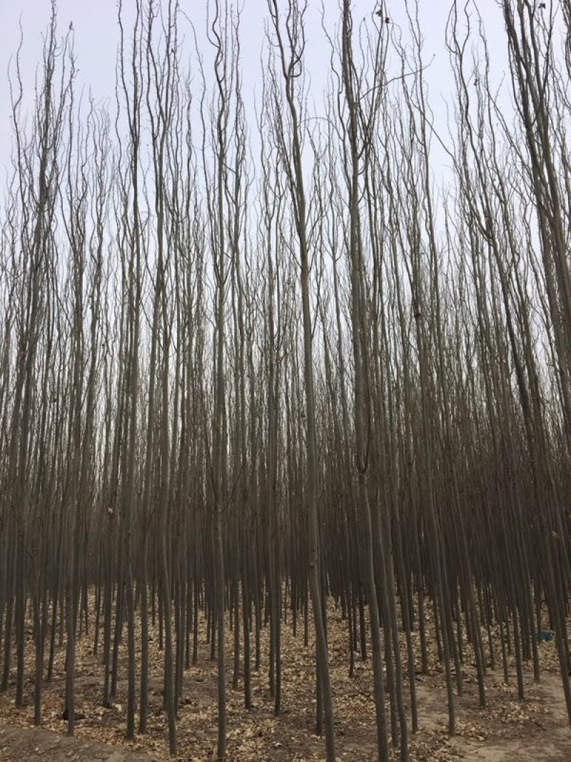 供应新疆杨甘肃新疆杨基地杨树价格