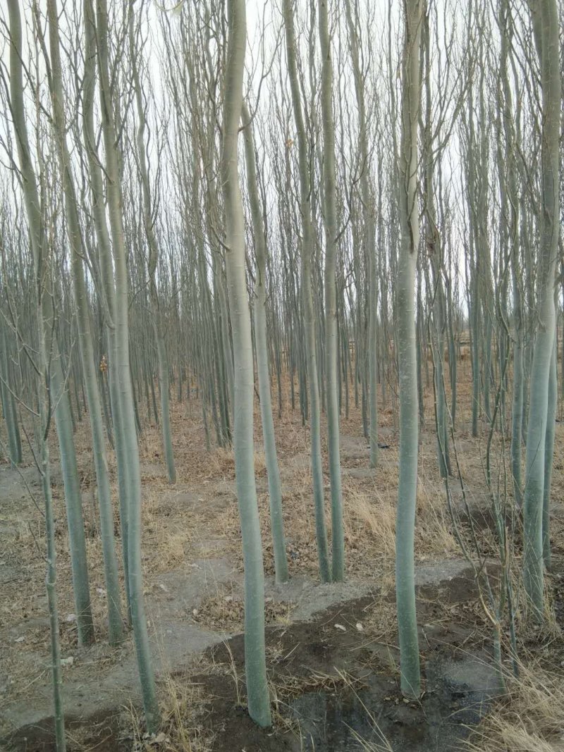 供应新疆杨甘肃新疆杨基地杨树价格