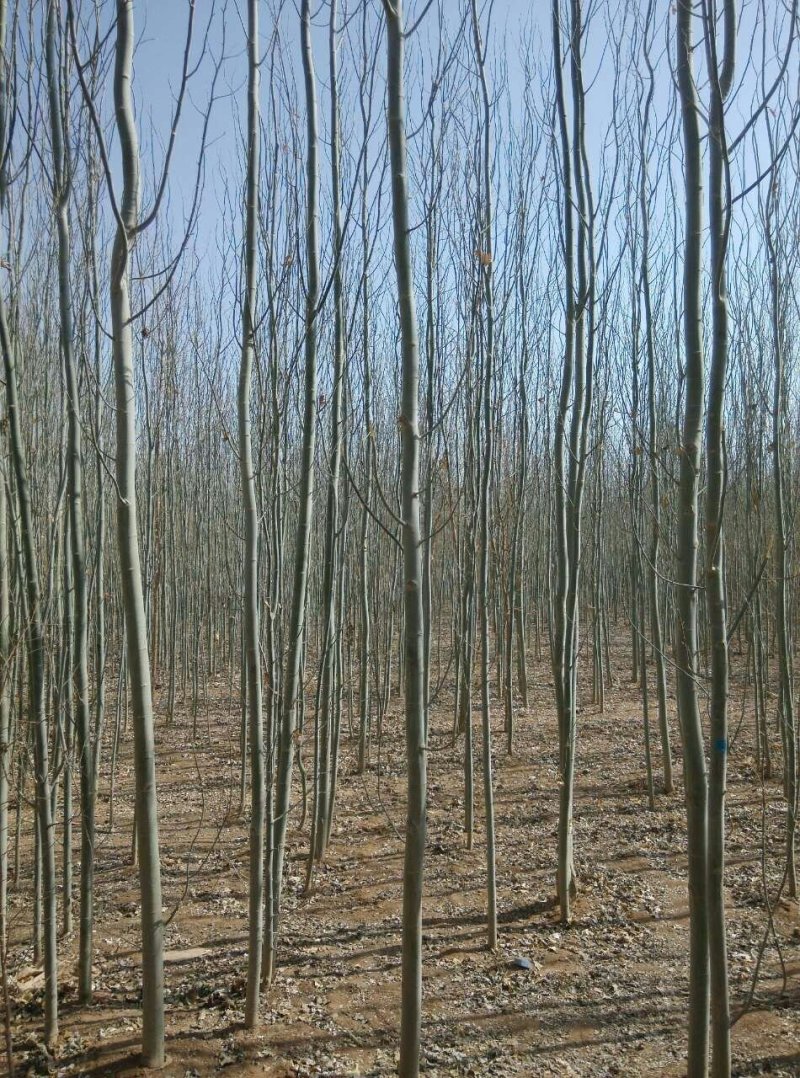 供应新疆杨甘肃新疆杨基地杨树价格
