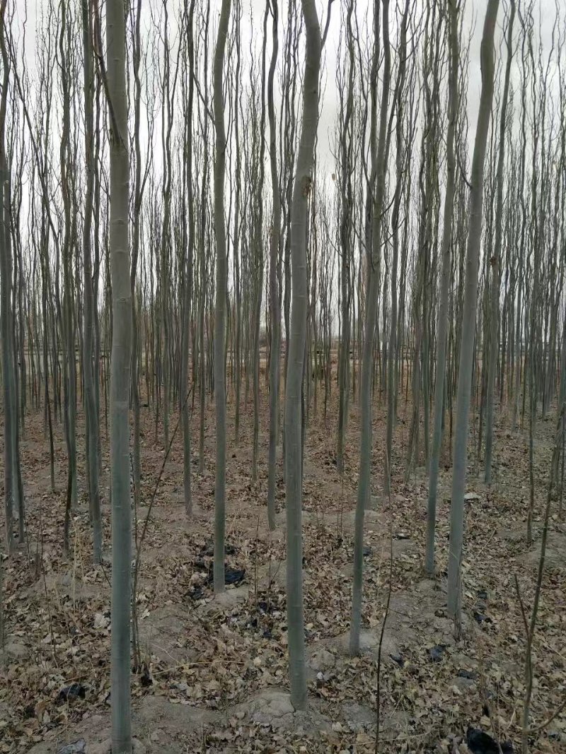 供应新疆杨甘肃新疆杨基地杨树价格