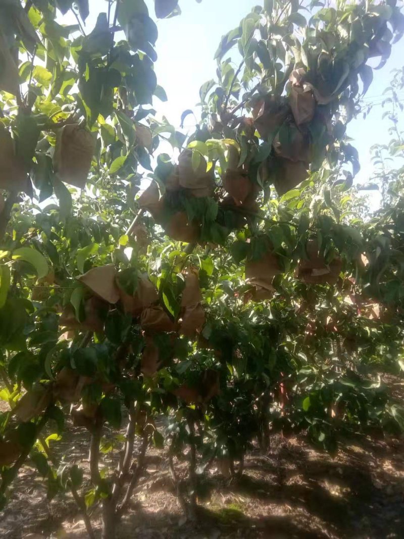 梨树