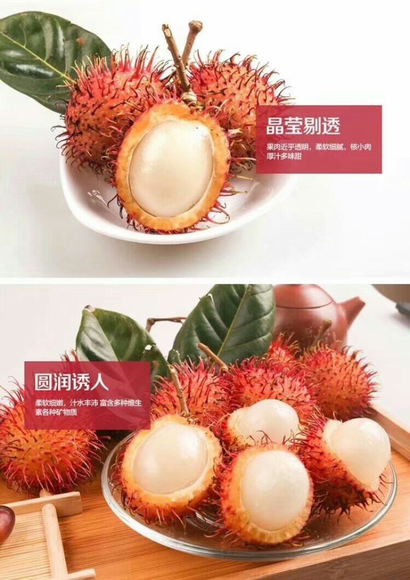 红毛丹苗