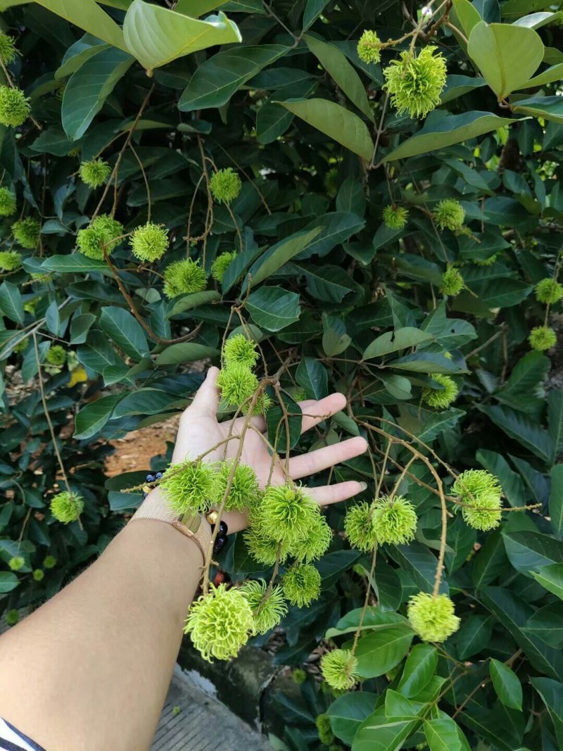 红毛丹苗