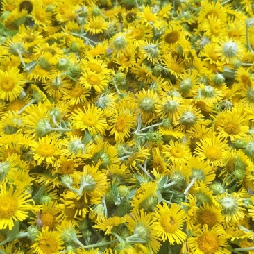 野菊花