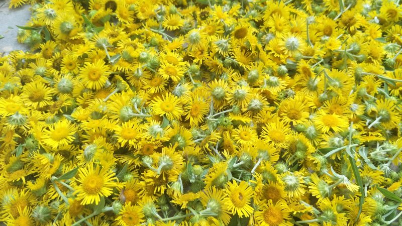 野菊花