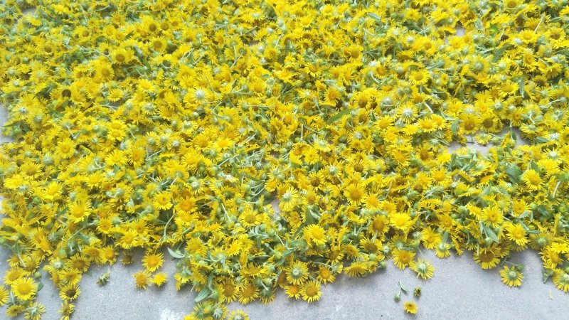 野菊花