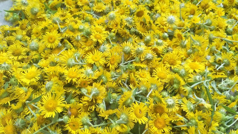 野菊花