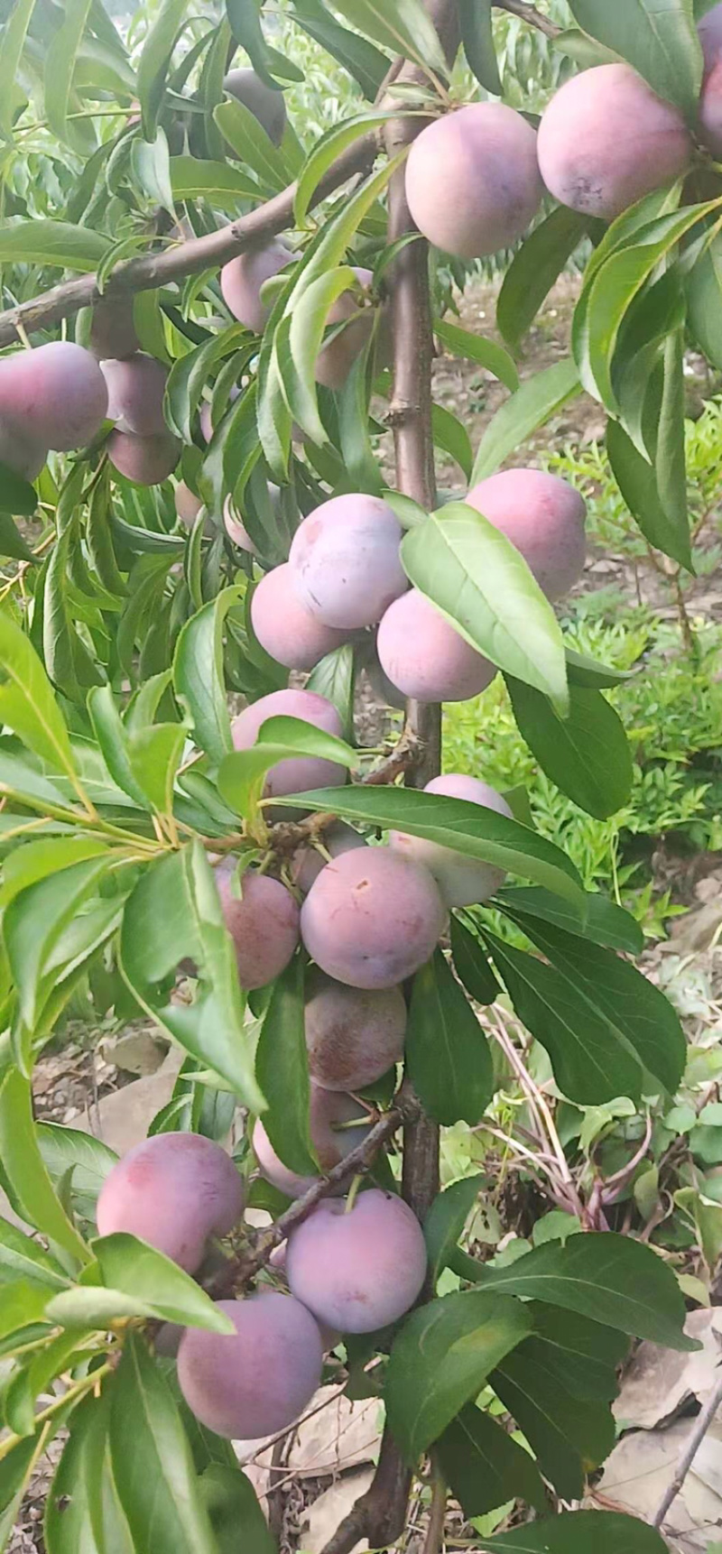 今年的桃子已完了，老板们明年请早。现在的脆红李熟了，
