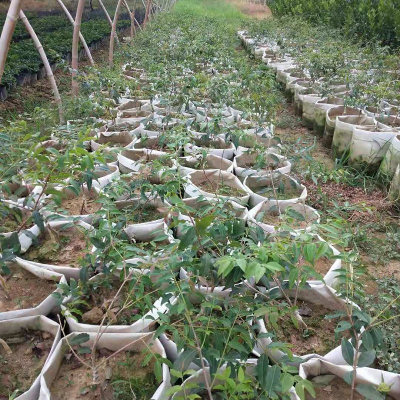 阿根廷树葡萄嫁接苗，小杯苗，美植袋苗都有