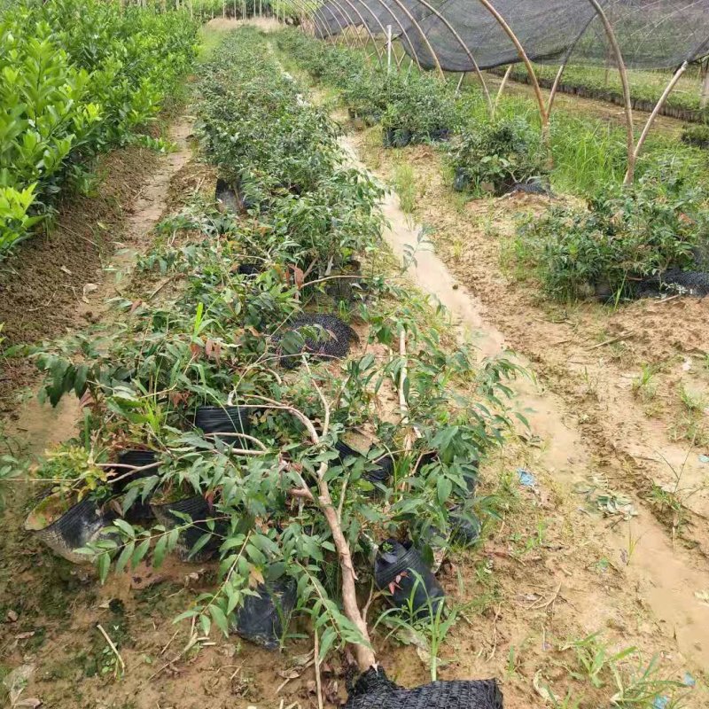 阿根廷树葡萄嫁接苗，小杯苗，美植袋苗都有