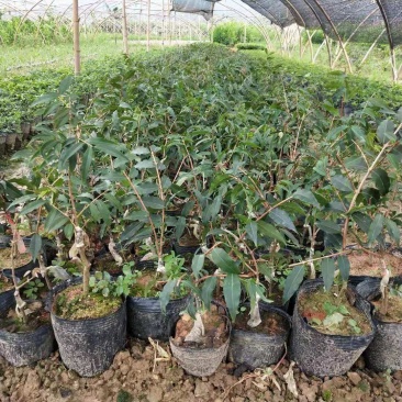 阿根廷树葡萄嫁接苗，小杯苗，美植袋苗都有