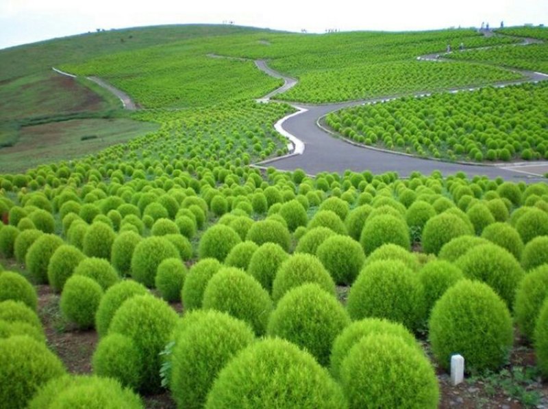 红地肤种子绿地肤花种子扫帚苗孔雀松景观花海庭院草