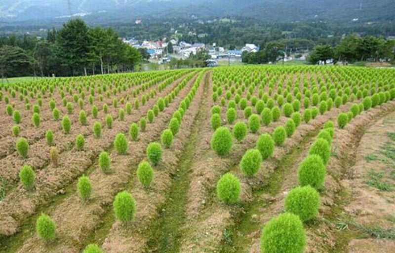 红地肤种子绿地肤花种子扫帚苗孔雀松景观花海庭院草