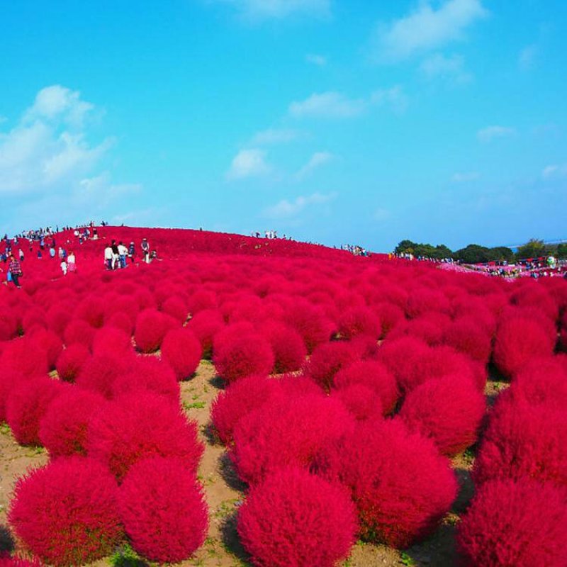 红地肤种子绿地肤花种子扫帚苗孔雀松景观花海庭院草