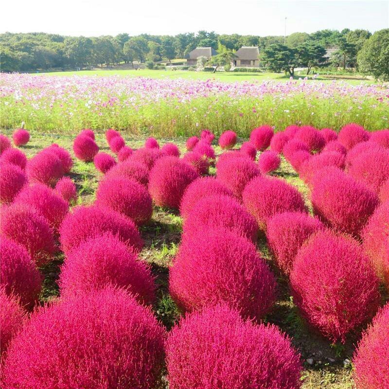 红地肤种子绿地肤花种子扫帚苗孔雀松景观花海庭院草