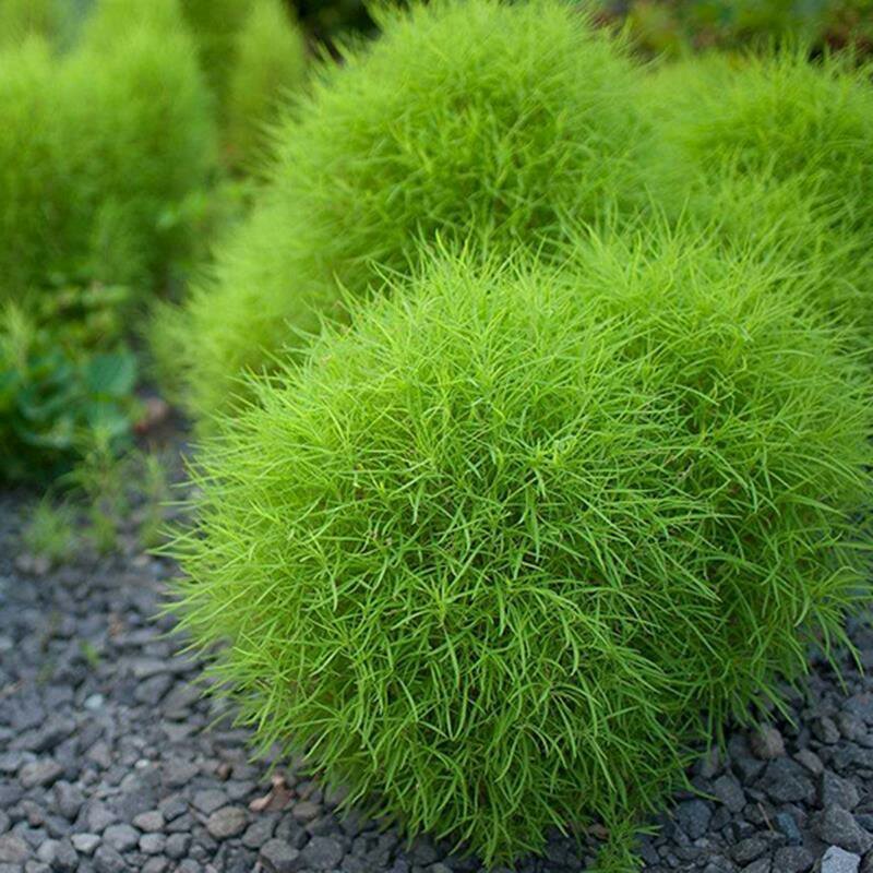 红地肤种子绿地肤花种子扫帚苗孔雀松景观花海庭院草