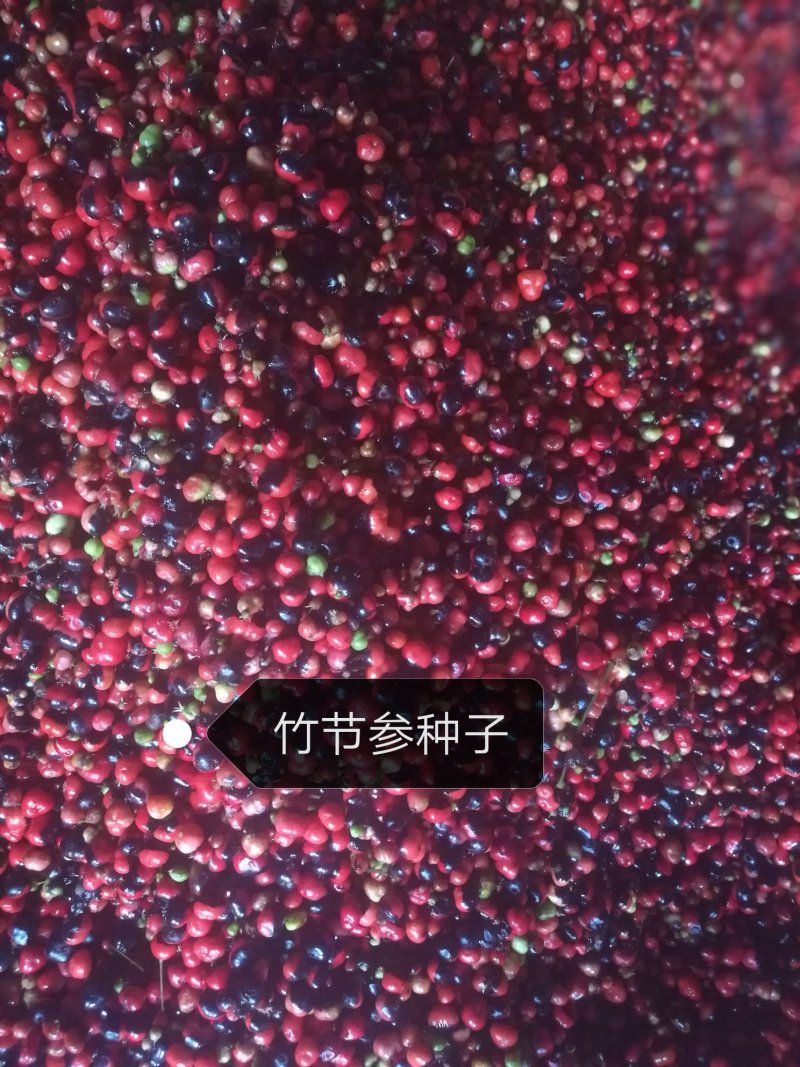 竹节参种子