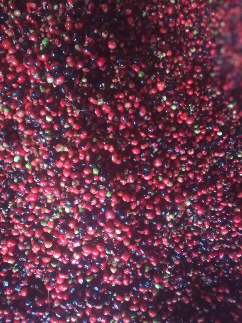 竹节参种子