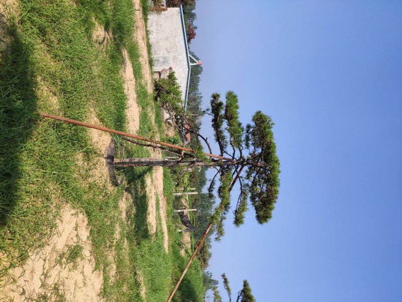 造型松，造型黑松，造型油松，盆景，大型古松，迎客松