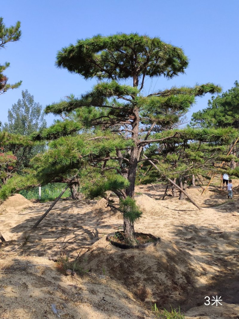 造型松，造型黑松，造型油松，盆景，大型古松，迎客松