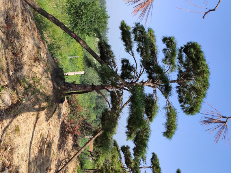 造型松，造型黑松，造型油松，盆景，大型古松，迎客松