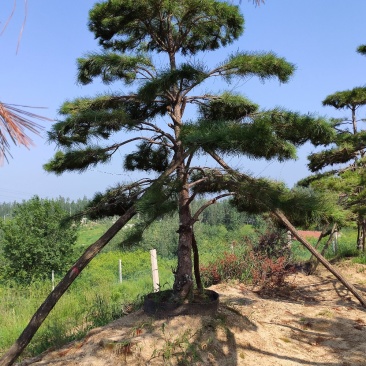 造型松，造型黑松，造型油松，盆景，大型古松，迎客松