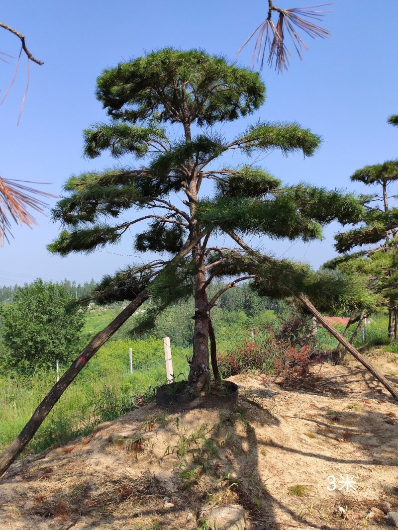 造型松，造型黑松，造型油松，盆景，大型古松，迎客松