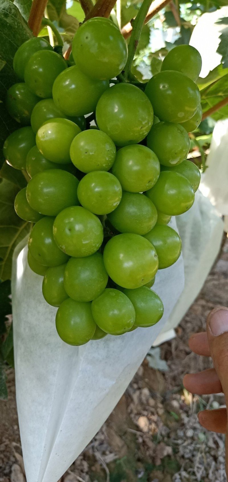 旱腰帯六十亩有机种植阳光玫瑰葡萄8月18号开始上巿，