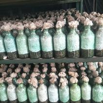 大球盖麦粒菌种支持协助销售菌瓶装每亩400瓶
