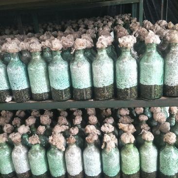 大球盖麦粒菌种支持协助销售菌瓶装每亩400瓶
