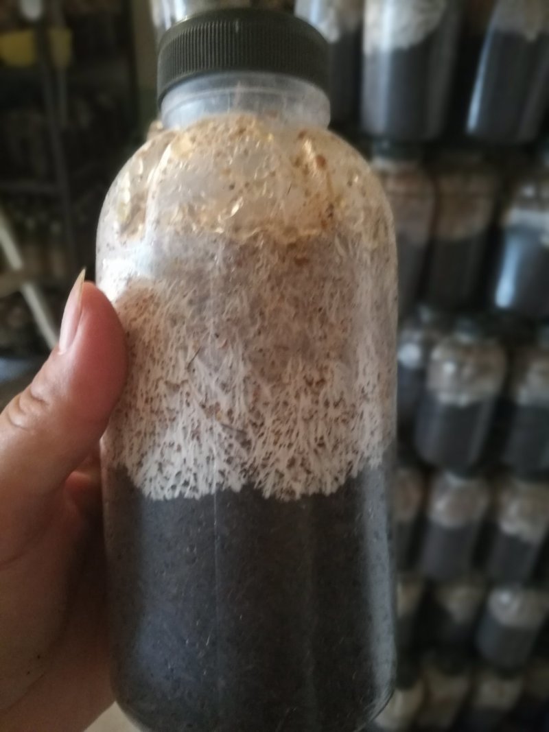 大球盖菇菌种，益肾菇