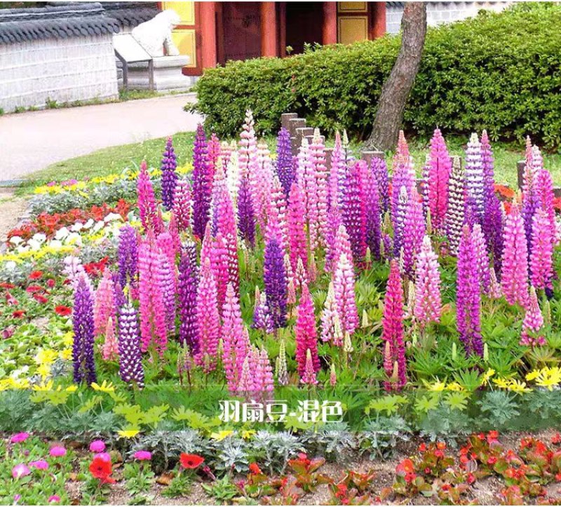 鲁冰花种子凈子花海种子发芽无忧可货到付款