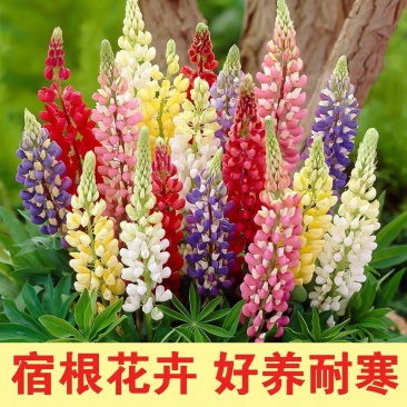 鲁冰花种子凈子花海种子发芽无忧可货到付款
