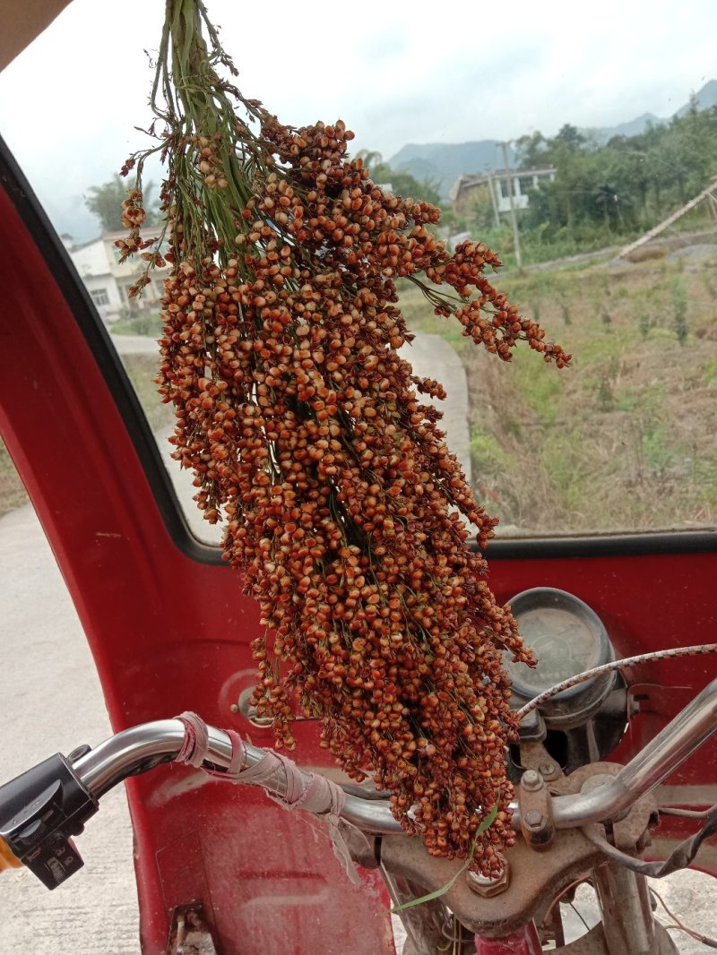 高粱