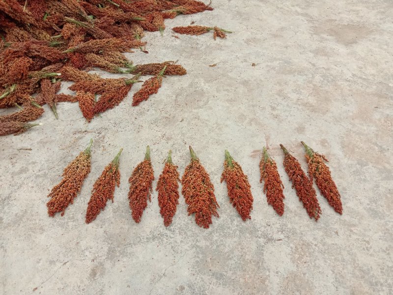 高粱