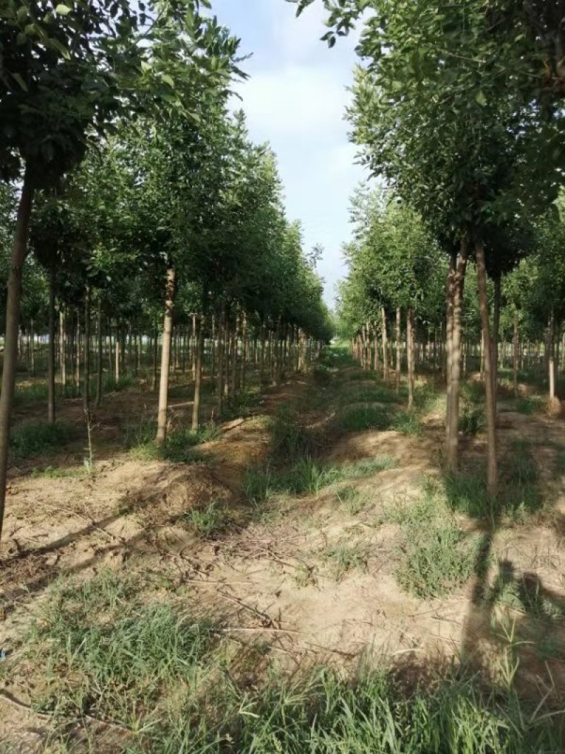 10公分精品白蜡基地批量批发价出售工程绿化苗木